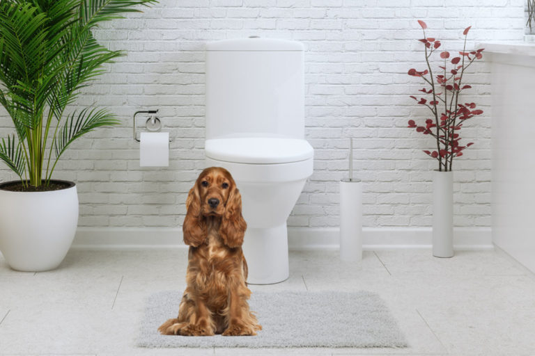 Dog sitting near toilet